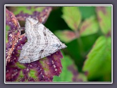 Großer Johanniskraut Spanner - Aplocera plagiata