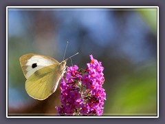 Großer Kohlweissling - Pieris brassicae 