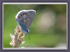 Hauhechelbläuling - Polyommatus icarus