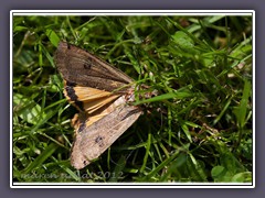 Hausmutter - Eulenfalter - Noctua pronuba