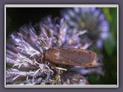 Hausmutter  Noctua pronuba 