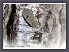 Hausmutter - Noctua pronuba - helle Variante