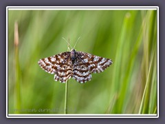 Heidespanner - Ematurga atomaria