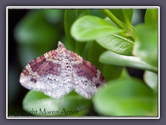 Heller Rostfarben Blattspanner - Xanthorhoe-spadicearia