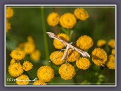 Huflattich Federmotte - Gillmeria gonodactyla