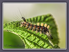 Junge Raupe des Buchenstreckfuss - Calliteara pudibunda