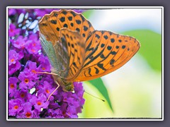 Kaisermantel - Argynnis paphia