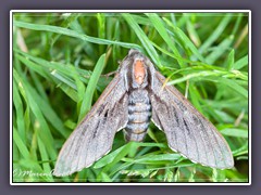 Kiefernschwärmer - Sphinx pinastri