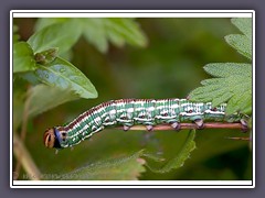 Kiefernschwärmerraupe - Sphinx pinastri