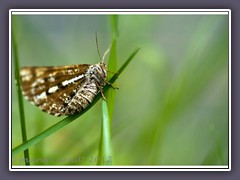 Kiefernspanner  - Bupalus piniaria