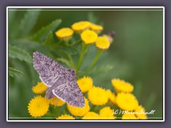 Kleeeule - Anarta trifolii