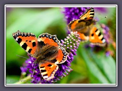 Kleine Füchse naschen Nektar - Aglais Urticae