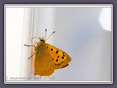 Kleiner Feuerfalter im Licht - Lycaena phlaeas