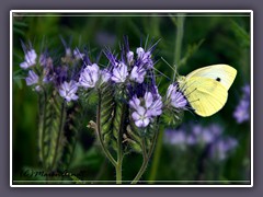 Kleiner Kohlweissling - Pieris rapae