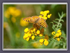 Kleiner Perlmutterfalter - Issoria lathonia