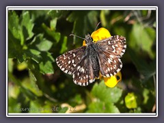 Kleiner Würfel Dickkopffalter - Pyrgus malvae