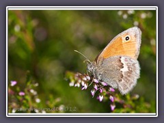 Kleines Wiesenvögelchen - Coenonympha pamphilus