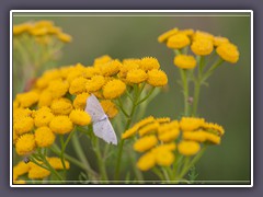 Kleinspanner - Scopula flaccidaria