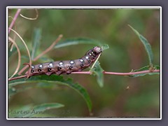 Labkrautschwärmerraupe - Hyles gallii