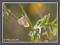 Laichkrautzünsler - Elophila nymphaeata