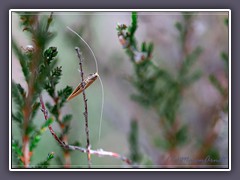 Langhornmotte - Nematopogon-adansoniella