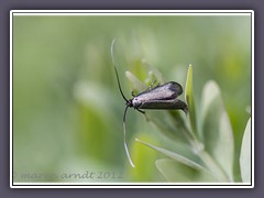 Langhornmotte - Nemophora-metallica