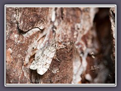 Laubholzmotte - Familie Chimabachidae