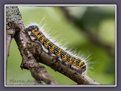 Mondvogelraupe - Phalera bucephala