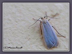 Nadelwald-Flechtenbärchen - Eilema depressa