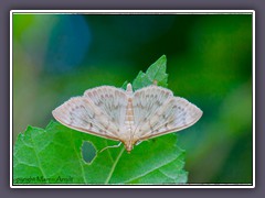 Nesselzünsler -  Pleuroptya ruralis