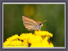 Ockergelber Dickkopffalter - Thymelicus sylvestris