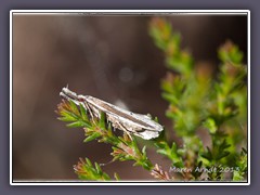 Pleurota bicostella - Faulholzmotte