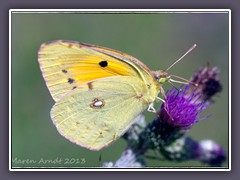 Postillion - Gelber Wanderfalter - Colias croceus