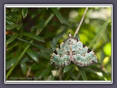 Prachtgrüner Bindenspanner - Colostyga pectinataria