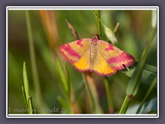 Purpurspanner - Lythria cruentaria