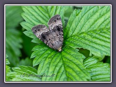 Pyramideneule - Amphipyra-pyramidea