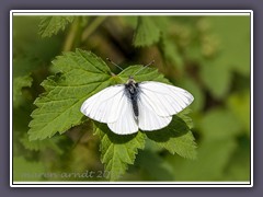 Rapsweissling oder Grünaderweissling - Pieris-napi