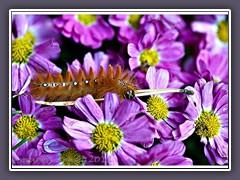 Raupe der Ahorneule - Acronicta aceris