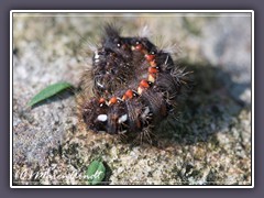 Raupe der Ampfereule Acronicta-rumicis