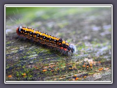 Raupe der Dreizack Pfeileule - Acronicta tridens