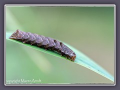 Raupe der Flohkrauteule - Melanchra-persicariae