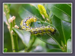 Raupe des Buchsbaumzünslers. - Cydalima perspectalis