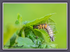 Raupe des C - Falters - Nymphalis c-album