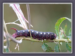 Raupe des Labkrautschwärmers