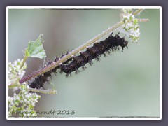 Raupe des Landkärtchens - Araschnia levana