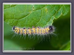 Raupe des Mondvogels - Phalera bucephala