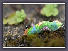 Raupe des Pergamenzahnspinner -  Harpyia milhauseri