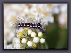 Raupe des Schwan Euproctis similis