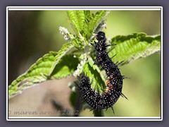 Raupe des Tagpfauenauges