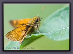 Rostfarbener Dickkopffalter - Ochlodes sylvanus